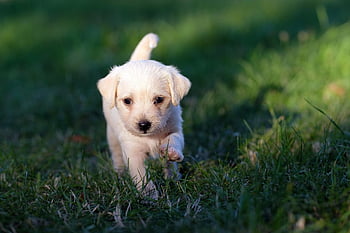 dog, animal, puppy, cute, young, male, adorable, dogs, mammal, nature, tame