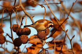 bird, goldfinch, animal, nature, avian, birdwatching, wildlife, bird Photography, woods, forest, beak