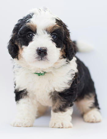 Bernedoodle puppy, white and black puppy, adorable puppy, studio setting, close-up puppy, fluffy puppy, puppy photo, puppy portrait, cute puppy, puppy standing, puppy photography