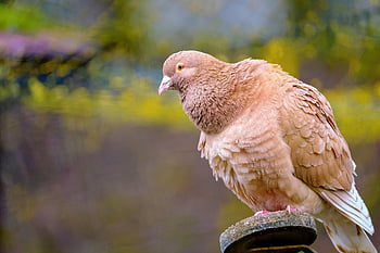 holubice, pták, posazený, zvíře, peří, zobák, účtovat, pozorování ptáků, ornitologie, živočišného světa, Příroda