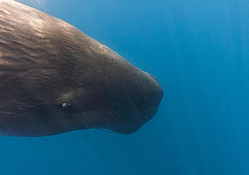 sperm whale, underwater, close-up, Sri Lanka, coast, marine life, ocean, wildlife, deep sea, cetacean, swimming