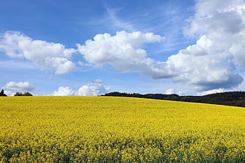 oilseed Rape, field Of Rapeseeds, hill, nature, freedom, summer, spring, yellow, blue Sky