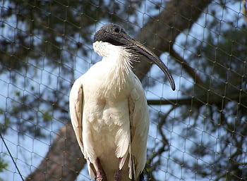 holy Ibis, threskiornis Aethiopicus, bird, beak, nature, wings, pens, feather, pen, zoo