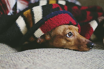 dog, puppy, sleep, sleeping, laying Down, pet, cozy, animal, cute, adorable, weiner Dog