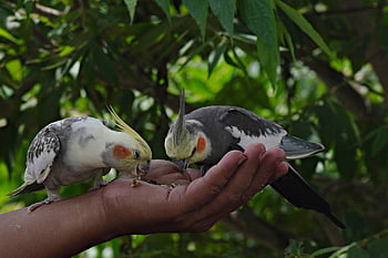 παπαγάλοι, των ζώων, πουλιά, budgerigars, budgies, φύση, άγρια ​​ζωή, αυστραλιανή παπαγάλος, κοκτέιλ πουλί, ζώο, πουλί