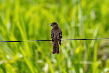 burung, cabang, fauna, bulu, flycatcher, alam, Tyrannidae, tiran, flycatcher tiran, liar, margasatwa