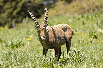 koza, alpský kozorožec, zvíře, savec, Příroda, volně žijících živočichů, pastvina, louka, Kozoroh, capra ibex
