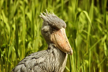 shoebill, uccello, animale, Testa di balena, Cicogna dalla testa di balena, uccello esotico, natura, fauna, natura selvaggia