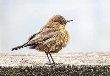uccello, pettirosso, piccolo uccello, natura, birdwatching, ornitologia, specie, fauna, animale, aviaria, chat rock marrone