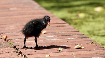 ムーア、 一般的なムーア、 鳥、 ガリヌラクロロプス、 野生動物、 動物、 自然、 アブラナ科、 ひよこ