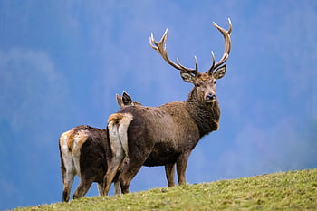 deer, antler, horns, wild, wildlife, fauna, ruminant, nature