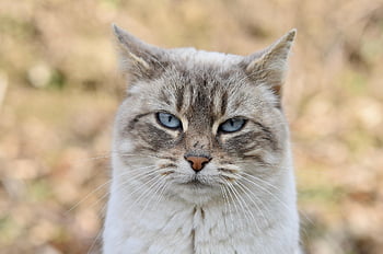 Katze, Staßenkatze, europäische Katze, Tier, Natur, Säugetier, katzenartig, draußen, Haustier