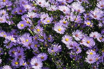 flowers, asters, autumn, fall, flower Background, beautiful Flowers, flower Wallpaper, purple, nature, aster
