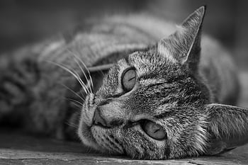 czarno-biały kot, zrelaksowany kot, leżący kot, pręgowany kot, Close Up Cat, fotografia czarno-biała, kot odpoczywa, portret kota, Monochromatyczny kot, kocie oczy, kot wąsy