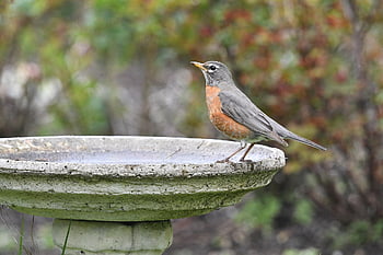 americký robin, ptačí koupel, dvorku, fotografování ptáků, pták, Příroda, volně žijících živočichů, fotografování divoké zvěře, pozorování ptáků, birding, Milovníci ptáků