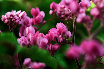coral Vine, antigonon Leptopus, flowers, flower Background, pink Flowers, bloom, flower Wallpaper, beautiful Flowers, blossom, plant, flora