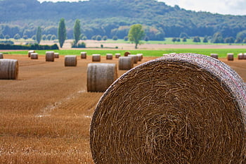 balles de foin, les terres agricoles, ballots de paille, la nature, récolte, agriculture, ferme