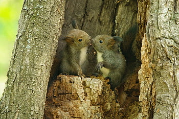 squirrel, kid, child, baby, kiss, animal, wildlife, nest, tree, brother, sister