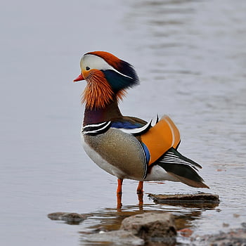 鳥、 アヒル、 みかん、 鳥類学、 種、 動物相、 鳥類、 動物、 自然、 くちばし、 水