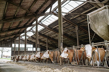 cows, white and brown cows, rustic barn, agricultural life, feeding cows, spacious barn, farm animals, livestock, barn interior, farm scene, rural life