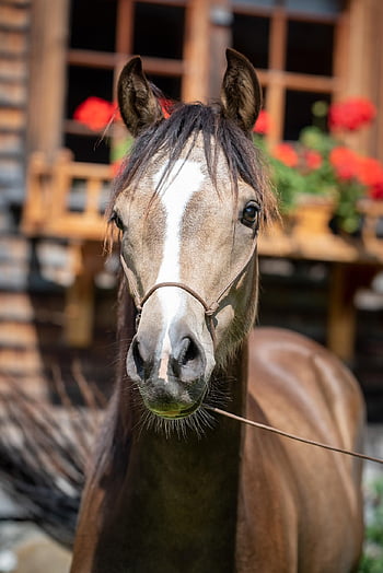 caballo, animal, equinos, cabeza, retrato, ecuestre, granja, animal de granja, patio de la granja, Caballo marrón, fauna silvestre