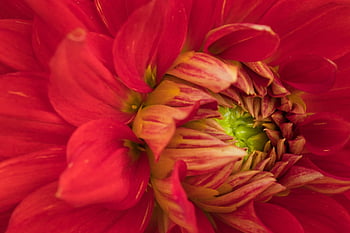 dahlia, blume, blüte, nahaufnahme, makro, sommer, blütenblätter, rot, schöne Blumen, schöne Natur, natur