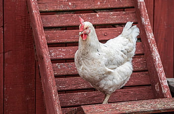 kuře, drůbež, hospodářských zvířat, slepice, kohout, Příroda, kurník, produkce vajec, produkce masa, kuřecí plemena, kuřat ve volném výběhu