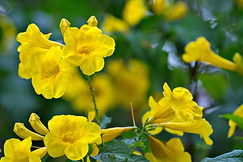 yellow Elder, yellow Trumpetbush, yellow Bells, tecoma Stan, flowers, yellow Flowers, garden, flower Wallpaper, flora, flower Background, beautiful Flowers