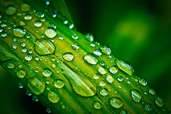 water droplets, green leaf, close-up macro, fresh dew drops, vibrant green, nature's elegance, macro photography, dew drops, green leaves, nature photography, macro image