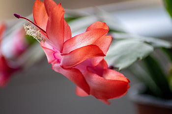 Crăciunul cactus, flori frumoase, cactus, floare, fundal de floare, a închide, natură, floare tapet, roșu