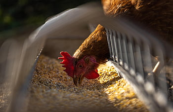 gallina, pollo, alimentazione, pollame, animale, Landfowl, cereali, mangiare, azienda agricola, natura, agricoltura