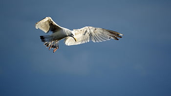 seagull, bird, flying, wings, sea Bird, animal, feathers, plumage, beak, bill, bird Watching