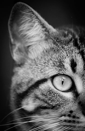 mourovatá kočka, detailní fotografie, fotografie ve stupních šedi, Černý a bílý, kočičí oko, kočičí funkce, Podrobný detail, kočičí srst, fotografování zvířat, pet fotografování, Monochromatická kočka