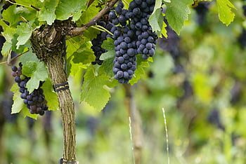 grapes, vine, agriculture, vineyard, blue Grapes, fruits, leafs