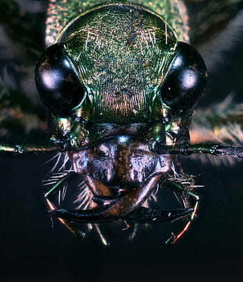 coleoptera, Cicindela Sylvicola, makro, ohnisko zásobníku, Raspberry HQ, RPI3, Zerene stacker, carabidae, Cicindelinae, Cicindelini, diy