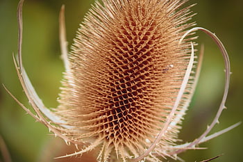 wild Teasel, dipsacus, prickly, thistle, nature, grassland Plants, plant, close Up, bokeh, flora, botany