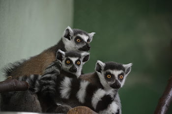 ring Tailed Lemur, zoo, animal, ape, mammal, madagascar, lemurs, catta, cute, Äffchen, nature