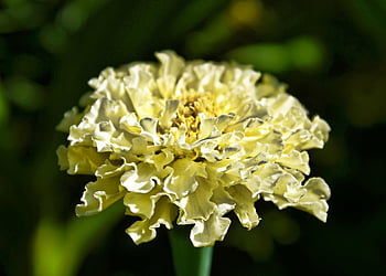 bloem, de tagetes, bloem achtergrond, geel, groen, bladeren, bloem behang, bloeiend, bloeien, tagetes, erecta