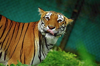 dyreliv, fotografering, dyr, kæledyr, store katte, tiger, vild en, kat, familie, indien, løver