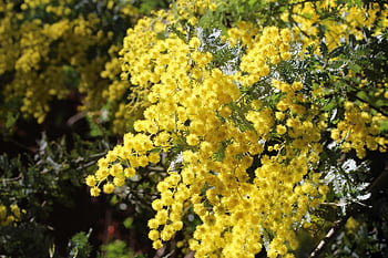 natural Background, cootamundra Wattle, blossoms, golden, bright, fluffy, branch, native, flora, acacia Baileyana, fabaceae