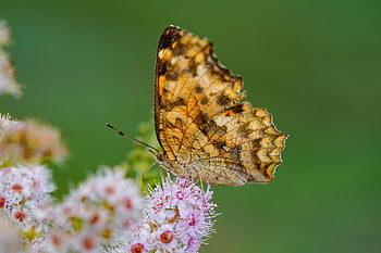hmyz, motýl, opylování, entomologie, Příroda, divoká rostlina, květinové tapety, krásné květiny, květ, Korejská republika, rostlina