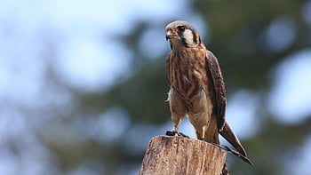 americký kestrel, jestřáb, sokol, originální dílo, lov, zbarvení, peří, Krásná, lovec, Modrá práce, modrá krása
