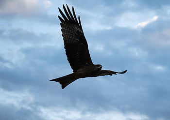 flying Eagle, eagle, bird, flying, nature, raptor, animal, freedom, flight, wildlife, symbol