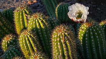 cactus, flower, plants, prickly, thorns, flora, bloom, blossom, desert, nature, arizona