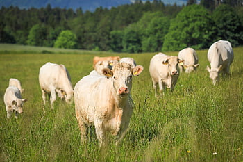 cows, cattle, animals, livestock, meadow, agriculture, nature, grazing