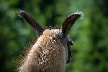 lamă, Lama Head, maro llama, Lână maro, lână, luncă, camelide, natură, animal, mamifer, portret de animale