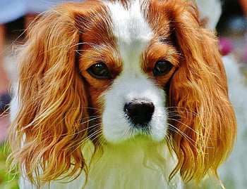 Tan and White Cavalier King Charles Spaniel, Cavalier King Charles Spaniel puppy, long ears, expressive eyes, close-up portrait, adorable dog, tan and white dog, cute puppy, spaniel dog, pet photography, dog face