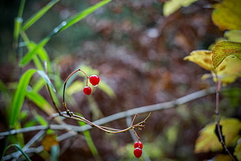 červené bobule, větev stromu, podzimní les, detail, zářivé barvy, Červené kulaté ovoce, fotografování přírody, podzim listí, venkovní scénu, bobule rostlina, Sezónní krása