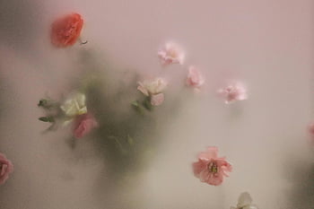 foto buram, mawar yang tersebar, Bunga merah muda pastel, Visual yang melamun, efek lunak, tema romantis, Bunga kabur, bunga romantis, bunga lembut, bunga melamun, Visual Romantis