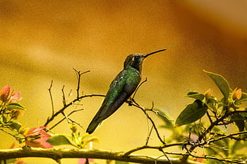 hummingbird, green hummingbird, shallow focus photography, Cienaga de Zapata, Cuba, colorful hummingbird, perched hummingbird, branch, nature photography, wildlife photography, hummingbird photography